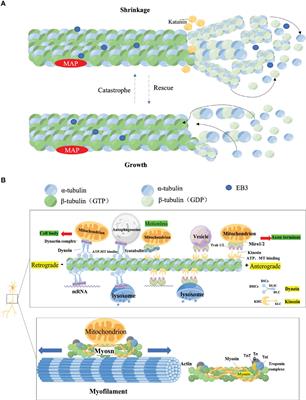 Axonal transport deficits in the pathogenesis of diabetic peripheral neuropathy